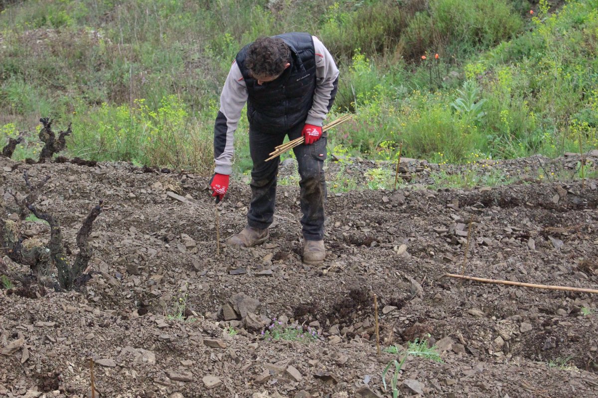 Mas Doix tweet media