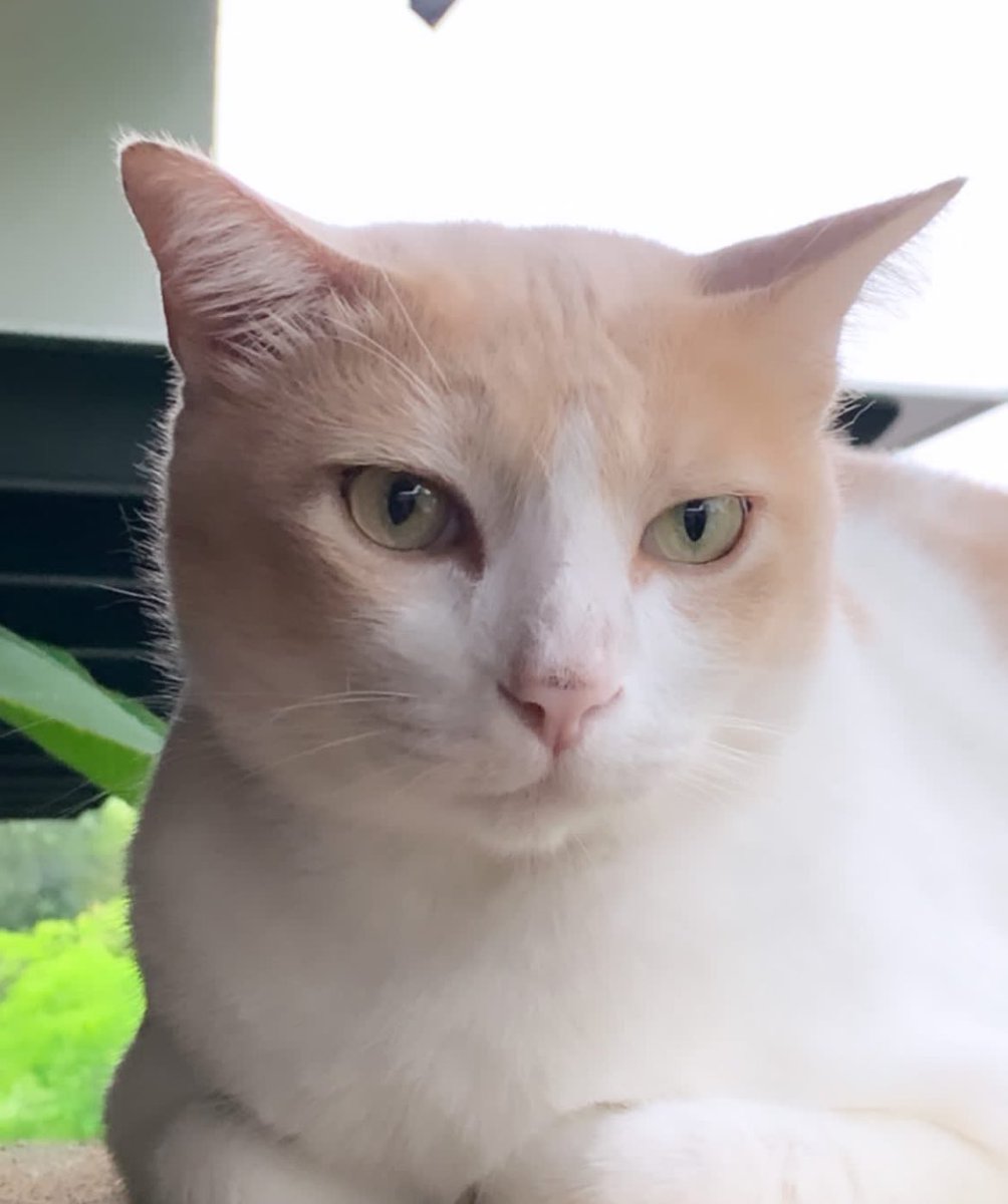 ℛatu ྀི tweet media