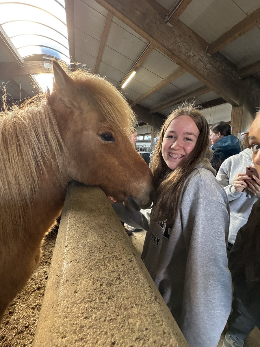 WKGS_Geography's tweet photo. Small horses and basalt columns and stunning sunshine all day 🇮🇸 ☀️ 🧊 #iceland #smallhorses #WKGSY10 https://t.co/MH2zuT43II