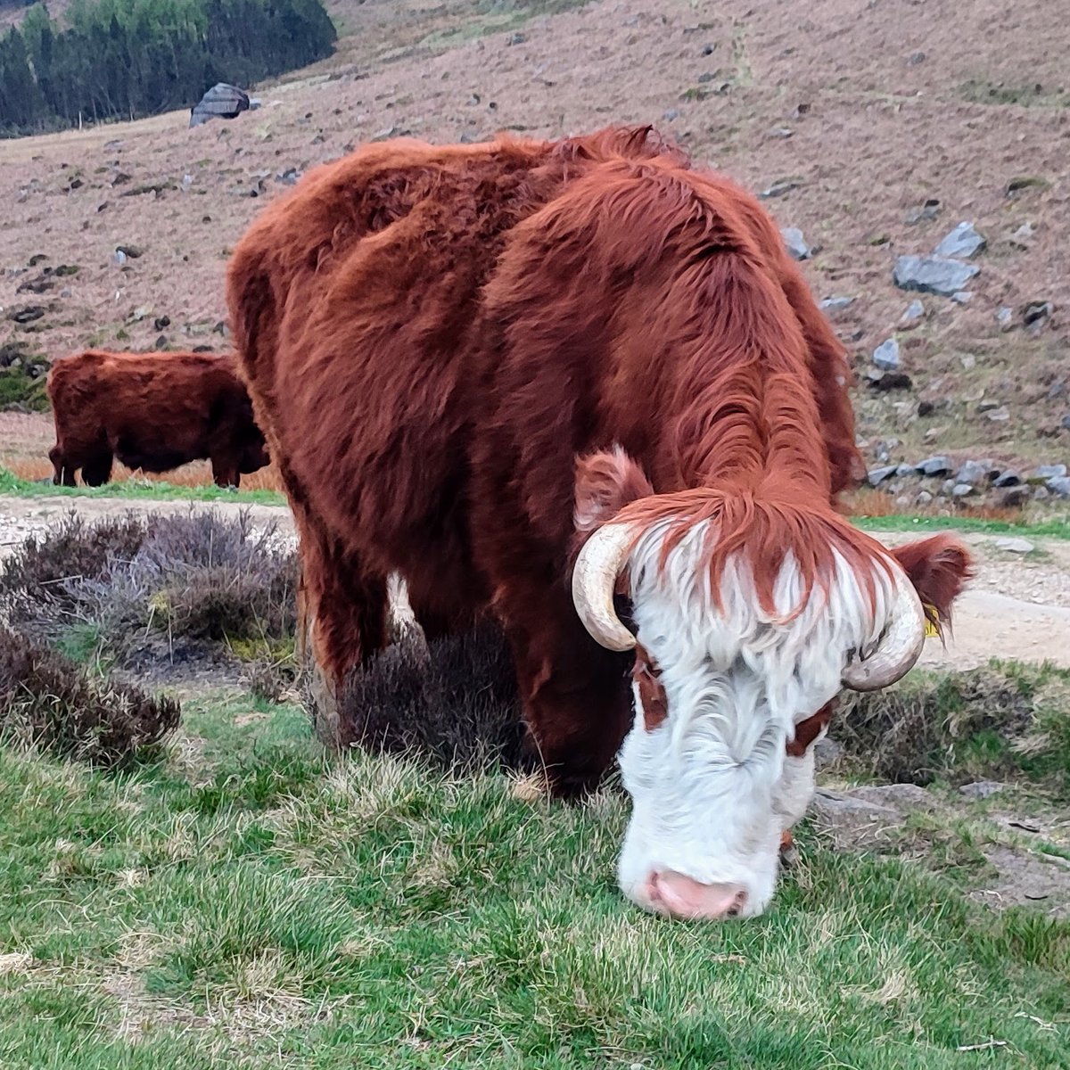 Rob Cooke (@lagerstarfish) on Twitter photo 