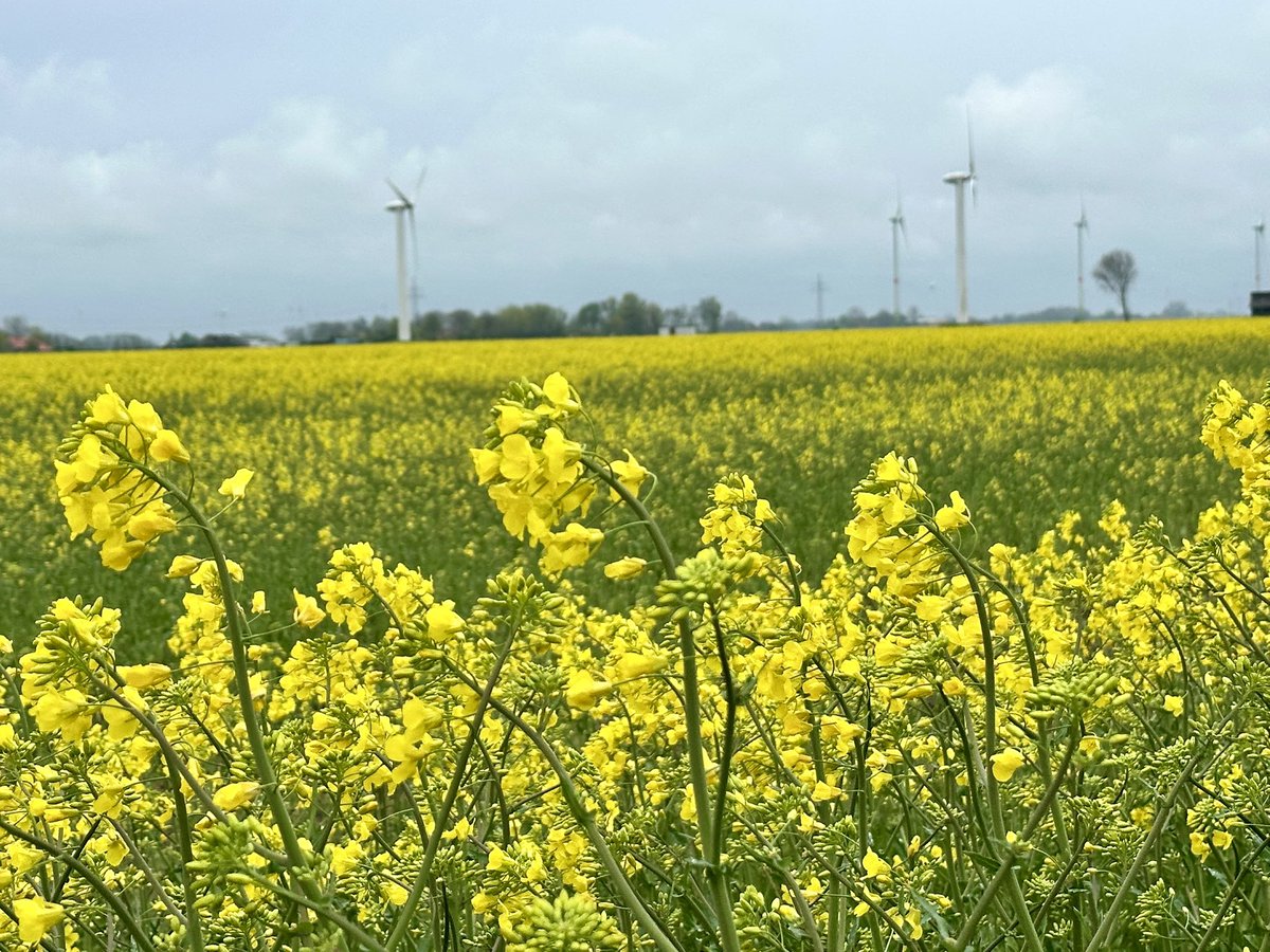 Dieses Bild symbolisiert eine Symbiose von Landwirtschaft und erneuerbarer Energie. #naturelover #rapsfeld #yellowfields #landschaftsfotografie #naturephotography #germanynature #greenery #cleanenergy #naturundtechnik