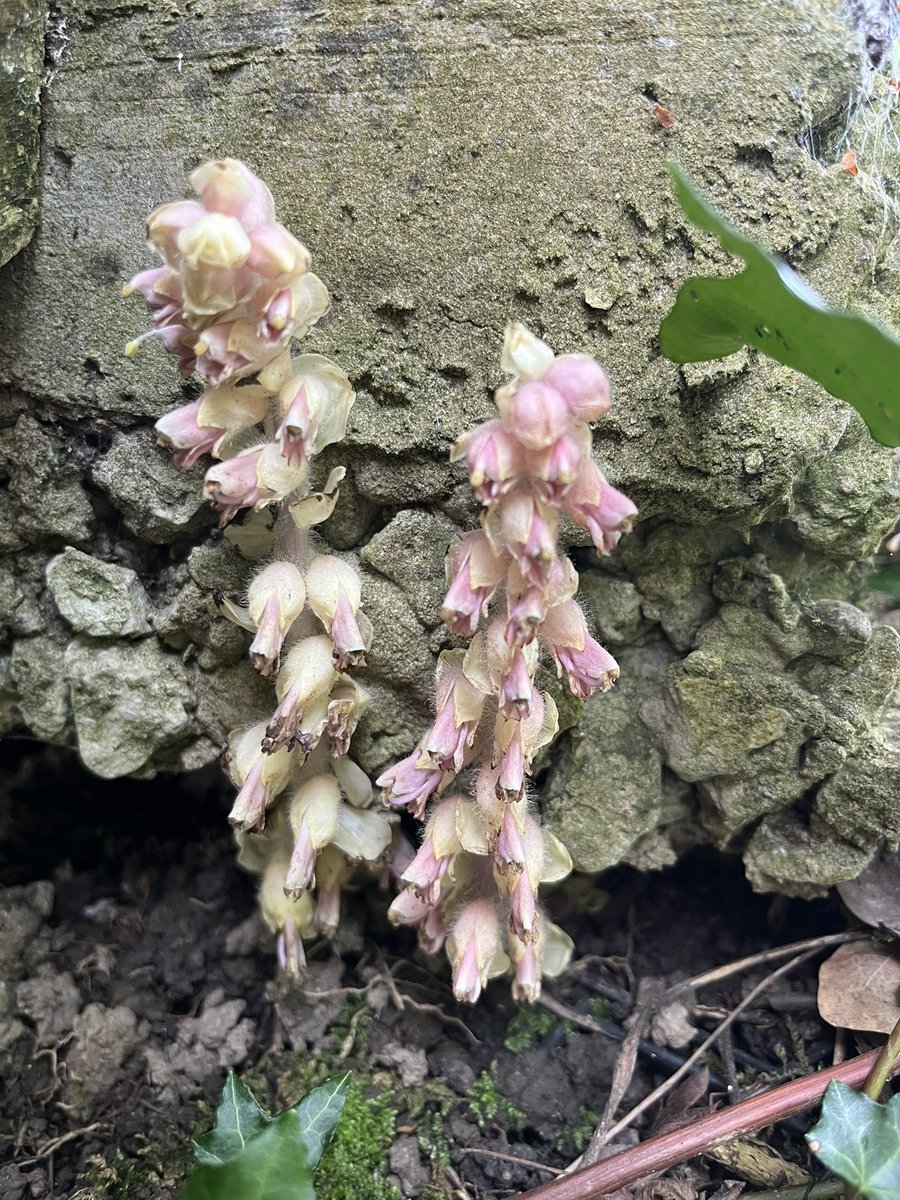 Joshua Styles tweet media