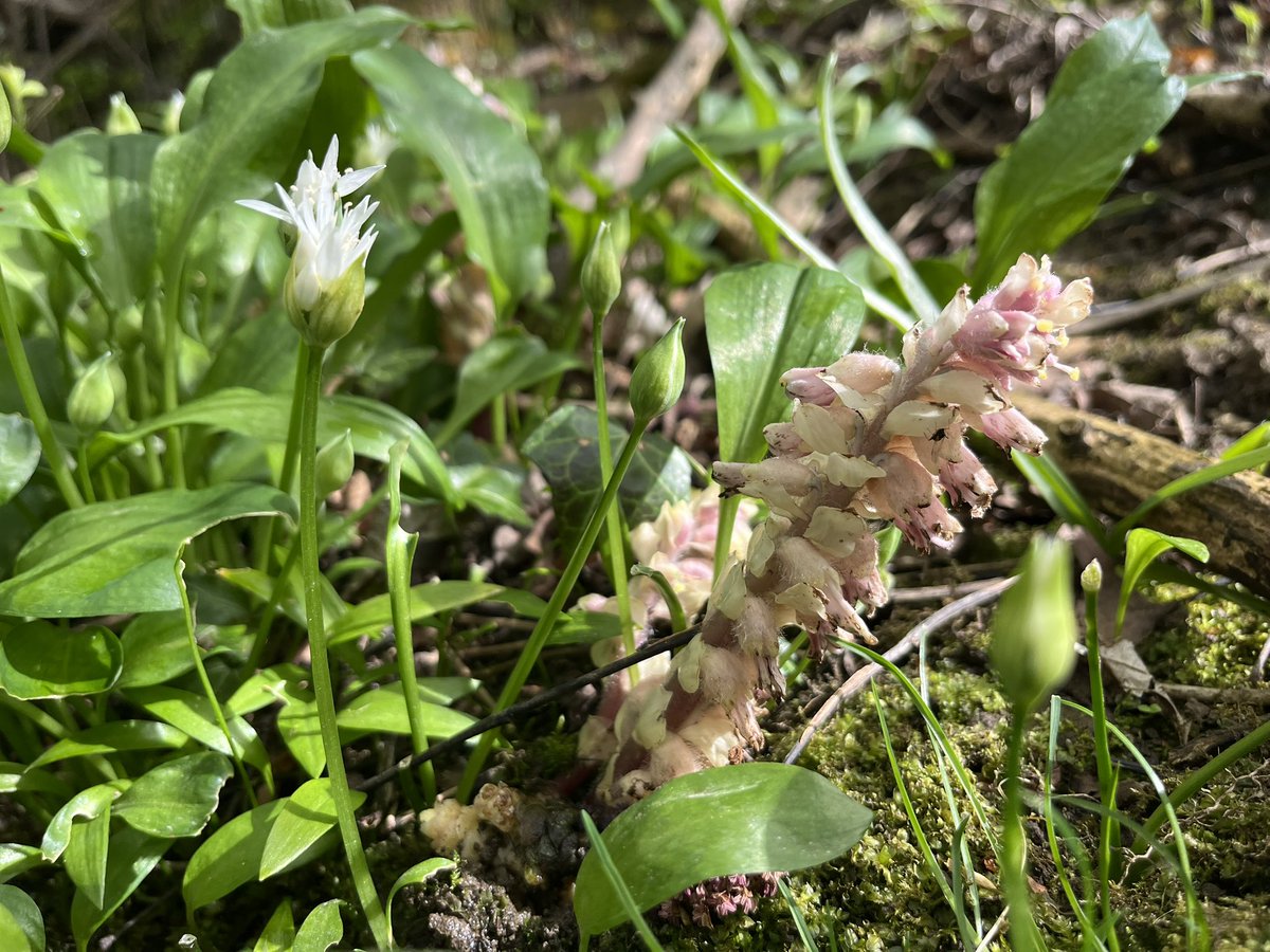 Joshua Styles tweet media