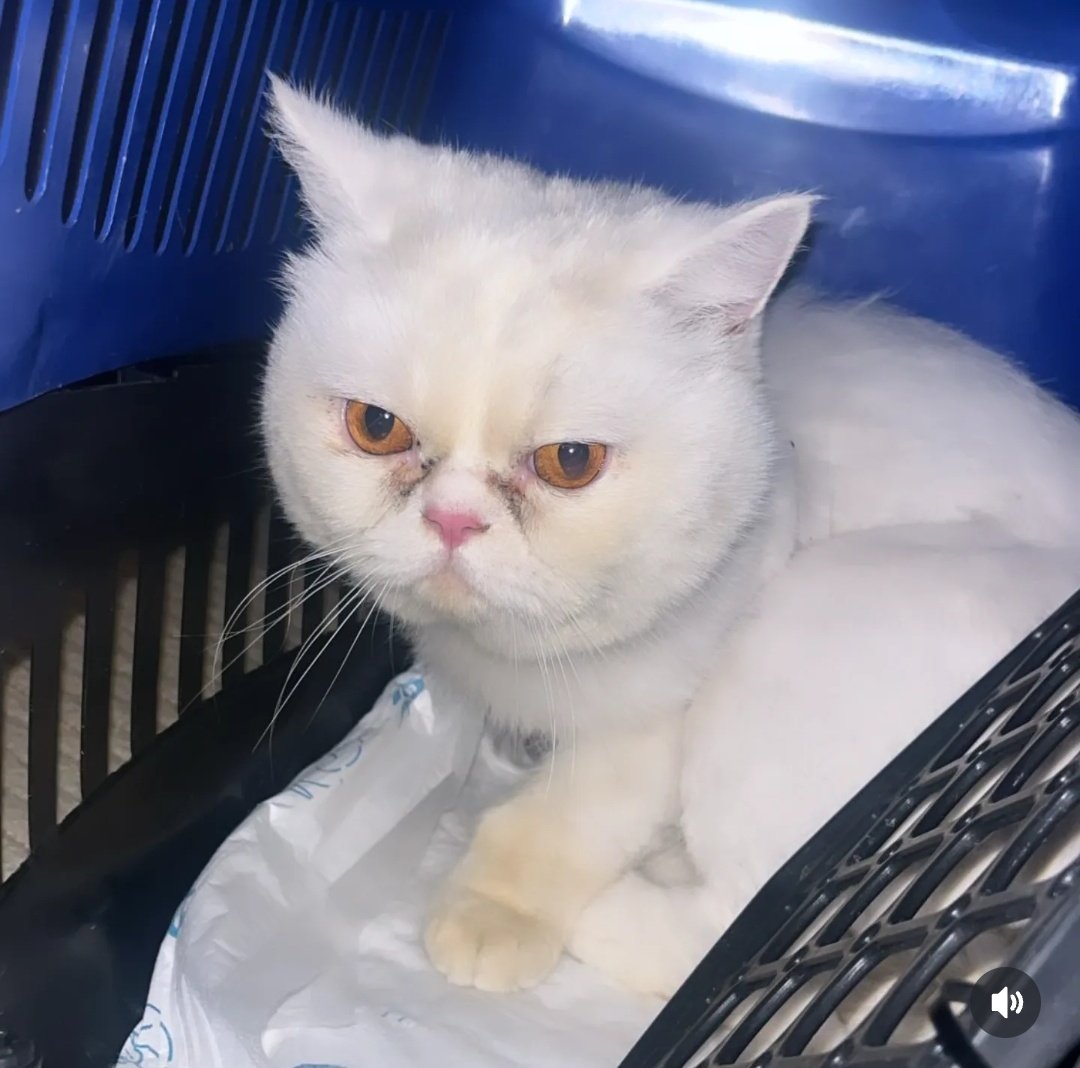 Yanında iki tane daha cins kedi ile birbirlerine sarılmış halde box içinde bulunmuşlar. Muhtemelen hepsi üretici mağduru. Diğer ikisini sahiplendirmiş veterinerim. 

Bu yavrucak kalp hastası çıkmış 😔

Klinik kafesinde bekliyor. Durumunu öğrenince çok üzüldüm. İlaçlarını ve