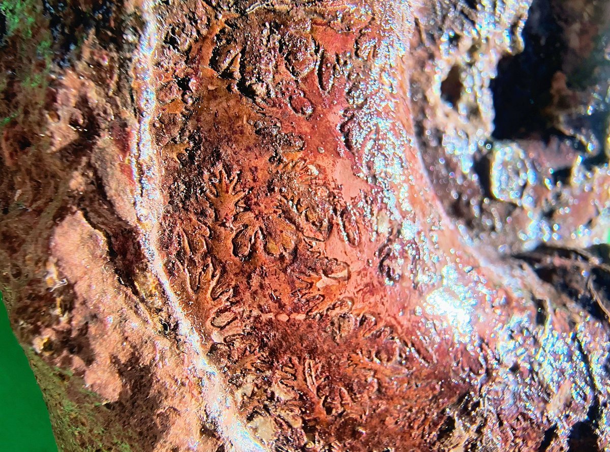 ABaucon's tweet photo. Did you know #ammonoids, the extinct spiral-shelled wonders, are more related to octopuses than to the Nautilus? ๐ These fascinating creatures first appeared in the Devonian and vanished after the end-Cretaceous extinction event. https://t.co/azl3Vl5mCa