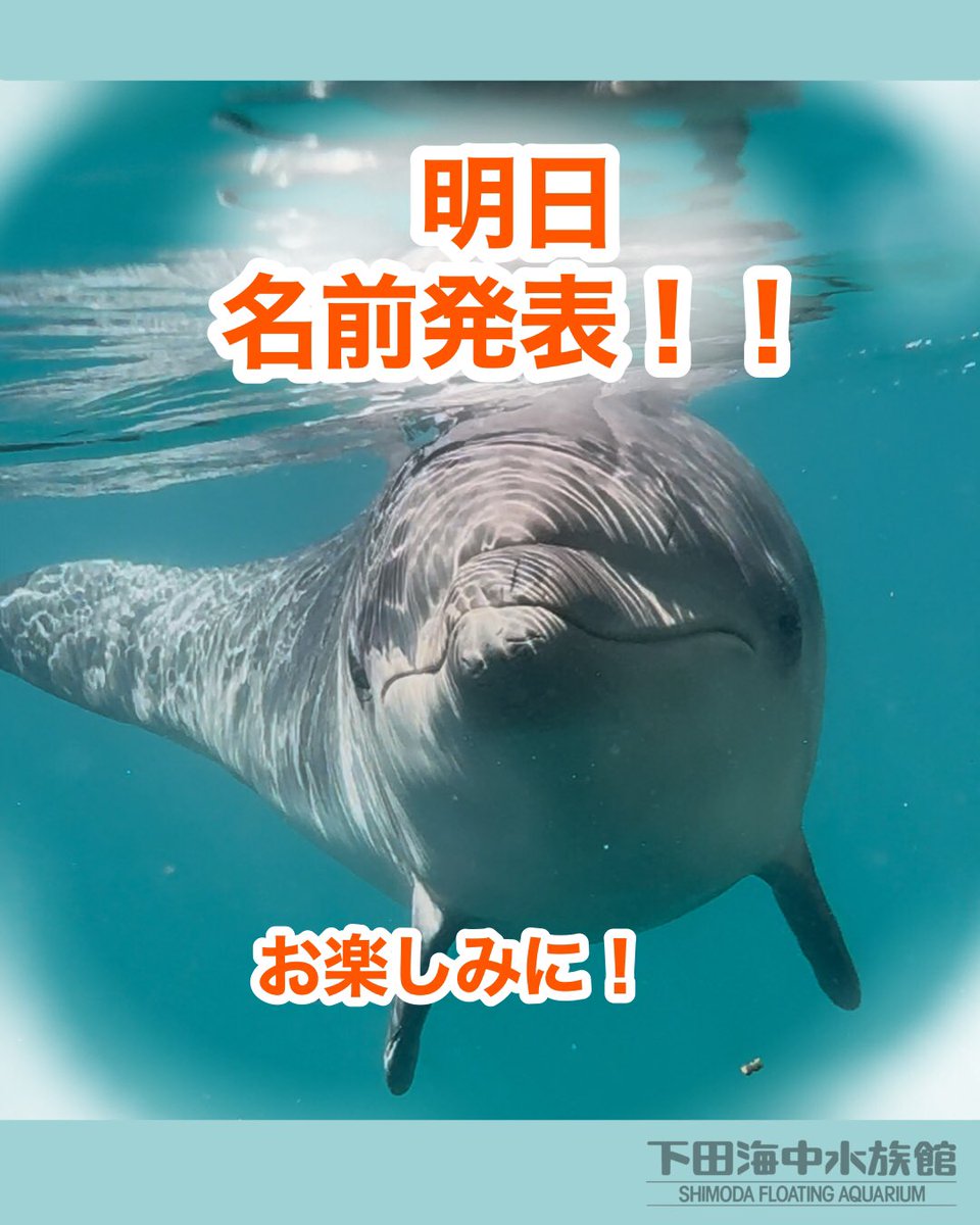 aquariumshimoda's tweet photo. 🌟明日は仔イルカの名前発表🌟

先月から募集していた仔イルカの名前、ついに明日発表です！
全部で880件の応募をいただきました👏
たくさんの想いを込めて応募いただいたみなさま、ありがとうございました！

明日の発表をお楽しみに🐬

#下田海中水族館 #下田 #伊豆 #旅行 #伊豆旅行 #動物 #水族館 https://t.co/XZeN42V57q