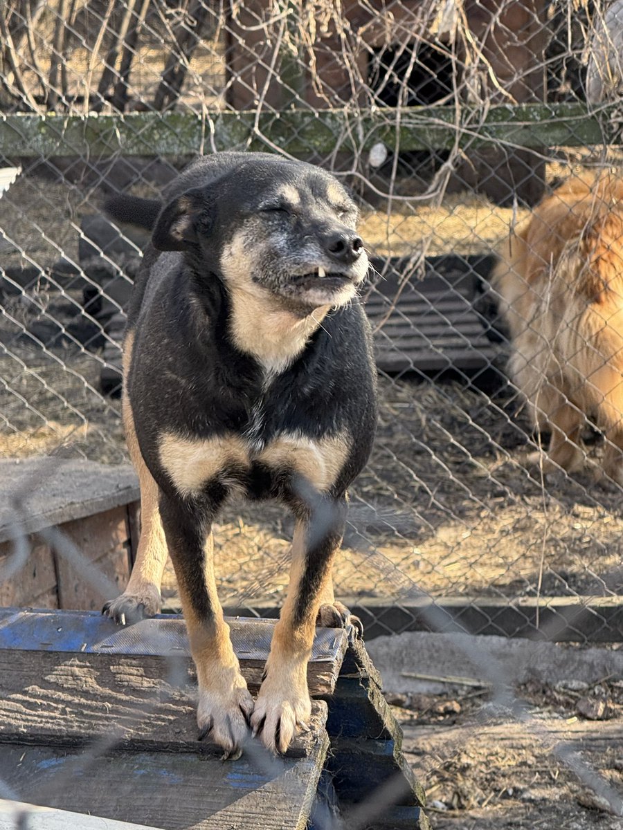 Jabbermikkey's tweet image. Це Боня з фастівського притулку: підмигує вам і просить донату на побудову нового вольєру заміть рохлі, в якій вона живе.

Закиньте по кавусі сюди, за ретвіт обіймаю🫂

send.monobank.ua/jar/3RurDSLnDV