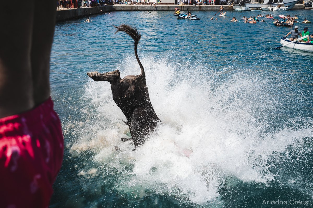 Los toros y las vacas pueden llegar a morir si les entra una determinada cantidad de agua a través de sus esfínteres. Pese a esto, cada año, se celebra ‘els bous a la mar’, una fiesta tradicional del Levante español con casi un siglo de tradición.