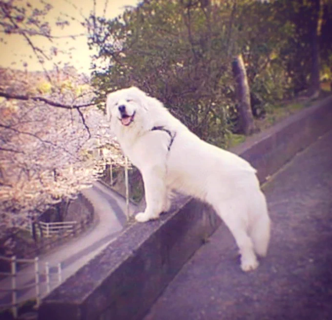 うぃぬの情けない写真なかったかな〜ってアルバム見てたら、前飼ってた子が出てきて涙 ベイビーあの世で元気にしてるかしら