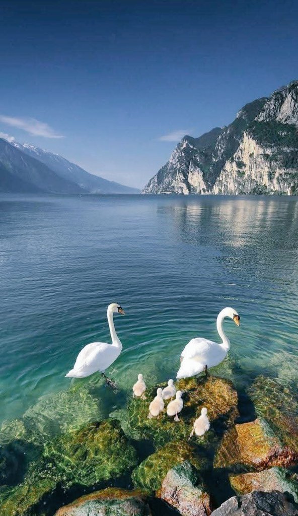 NatureDiariesX's tweet image. 