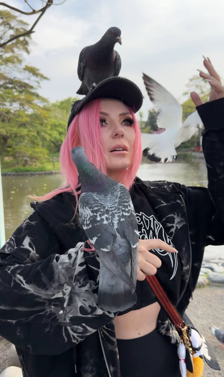 POV: you just finished watching a 6 part video series on why pigeons are just neglected pets and want to be loved