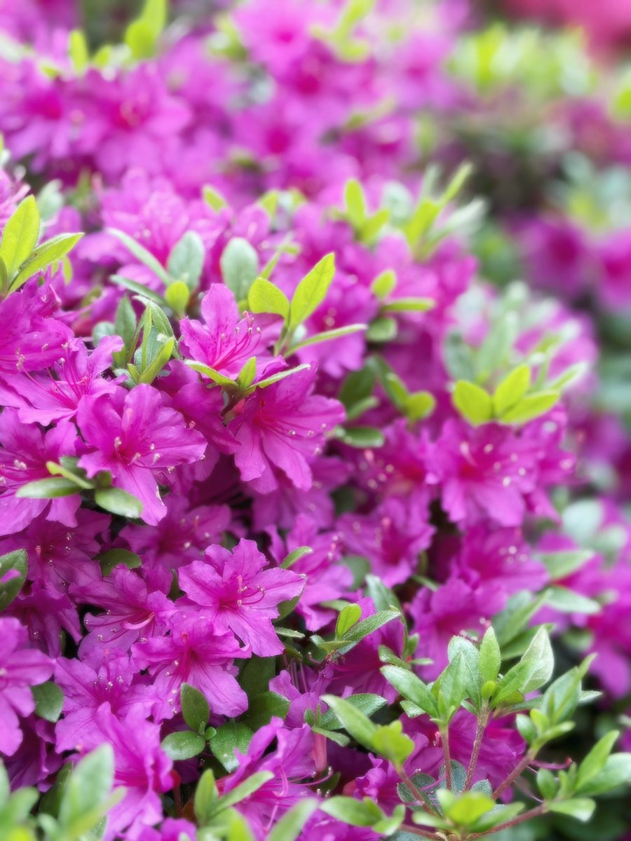 Thanks for the birthday wishes … here are some photos I took during stream 🥹🫶 #nicorobin #cosplay