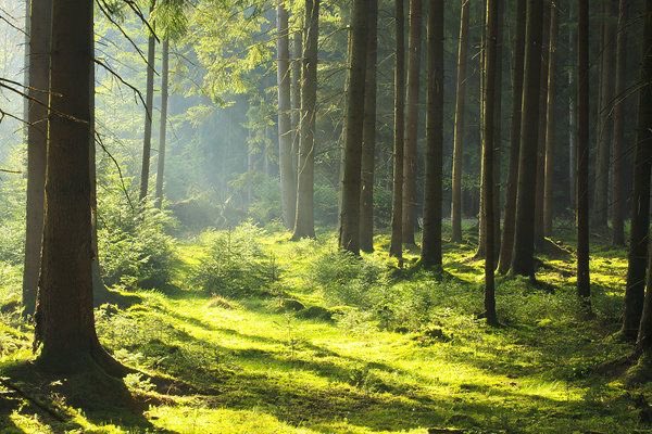 Roburna Forest tweet media
