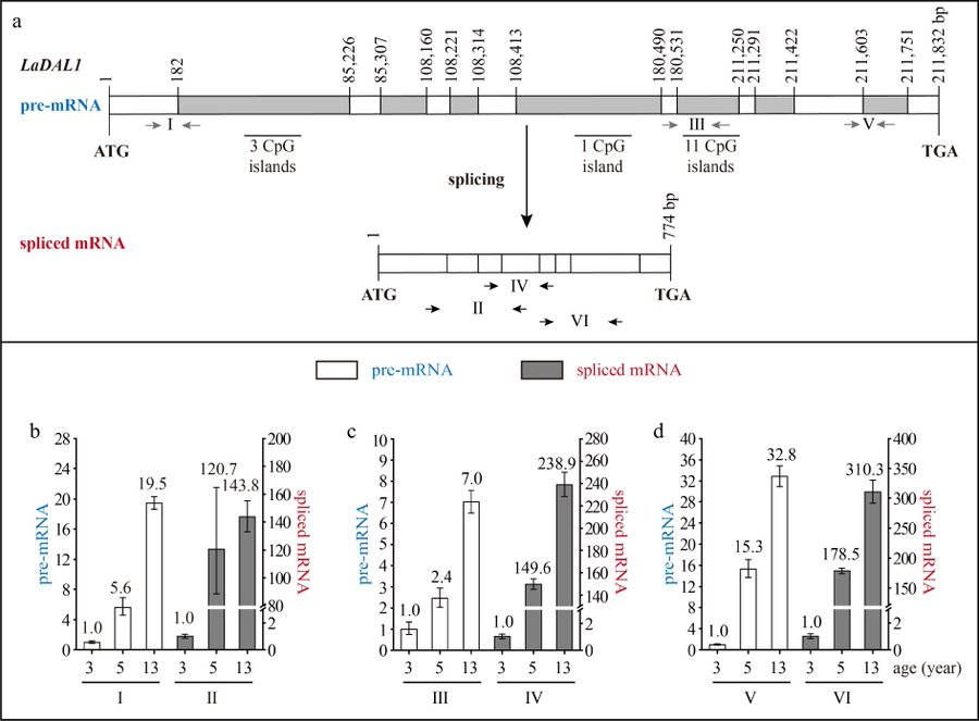 Maximum Academic (@maximumacademic) on Twitter photo #ForestryRes
🧬Age unravels gene expression in L. kaempferi. Transcription, splicing reveal regulatory mechanisms. Longevity insights in perennials.
<a href="/ForestryRes/">Forestry Research</a> #geneexpression #age #insight
Details: maxapress.com/article/doi/10… #ForestryRes
🧬Age unravels gene expression in L. kaempferi. Transcription, splicing reveal regulatory mechanisms. Longevity insights in perennials.
<a href="/ForestryRes/">Forestry Research</a> #geneexpression #age #insight
Details: maxapress.com/article/doi/10…