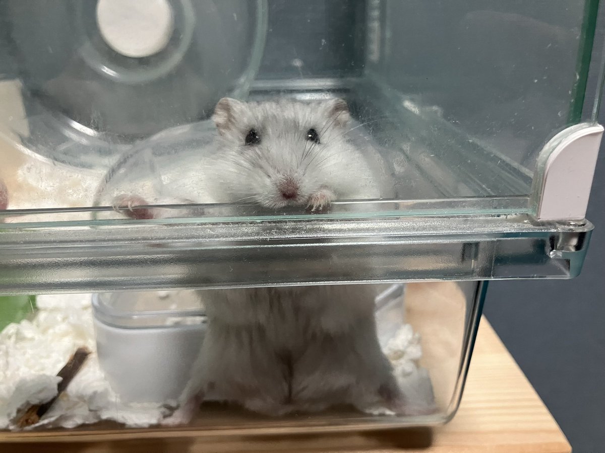 ケージの端から端まで追いかけられる
#ハムスター