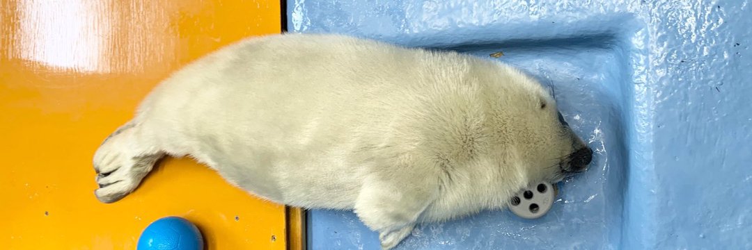 miko🧃🦭 tweet media