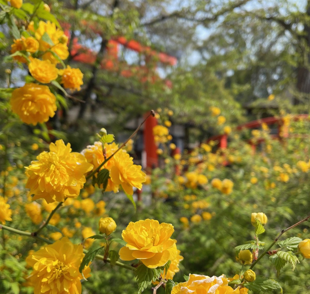etokomap's tweet photo. 山吹色も楽しめる季節になってきた京都です。写真は下鴨神社さんにて。 https://t.co/DgwSg0pjJS