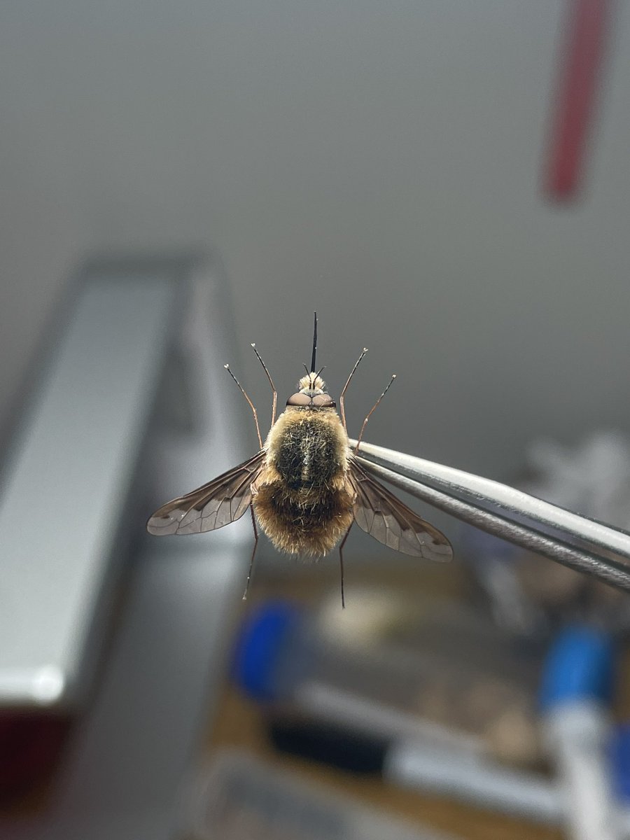 psophis_zelun's tweet photo. The large bee-fly, Bombylius major Linnaeus, 1758 is one of the cutest flies out there. These flying fur balls parasitize many species of solitary wasps and bees as larva and feed on nectar as adults.
#Bombyliidae #beefly #Asiloidea #Diptera #insect #specimen https://t.co/cFsb4H0v8F