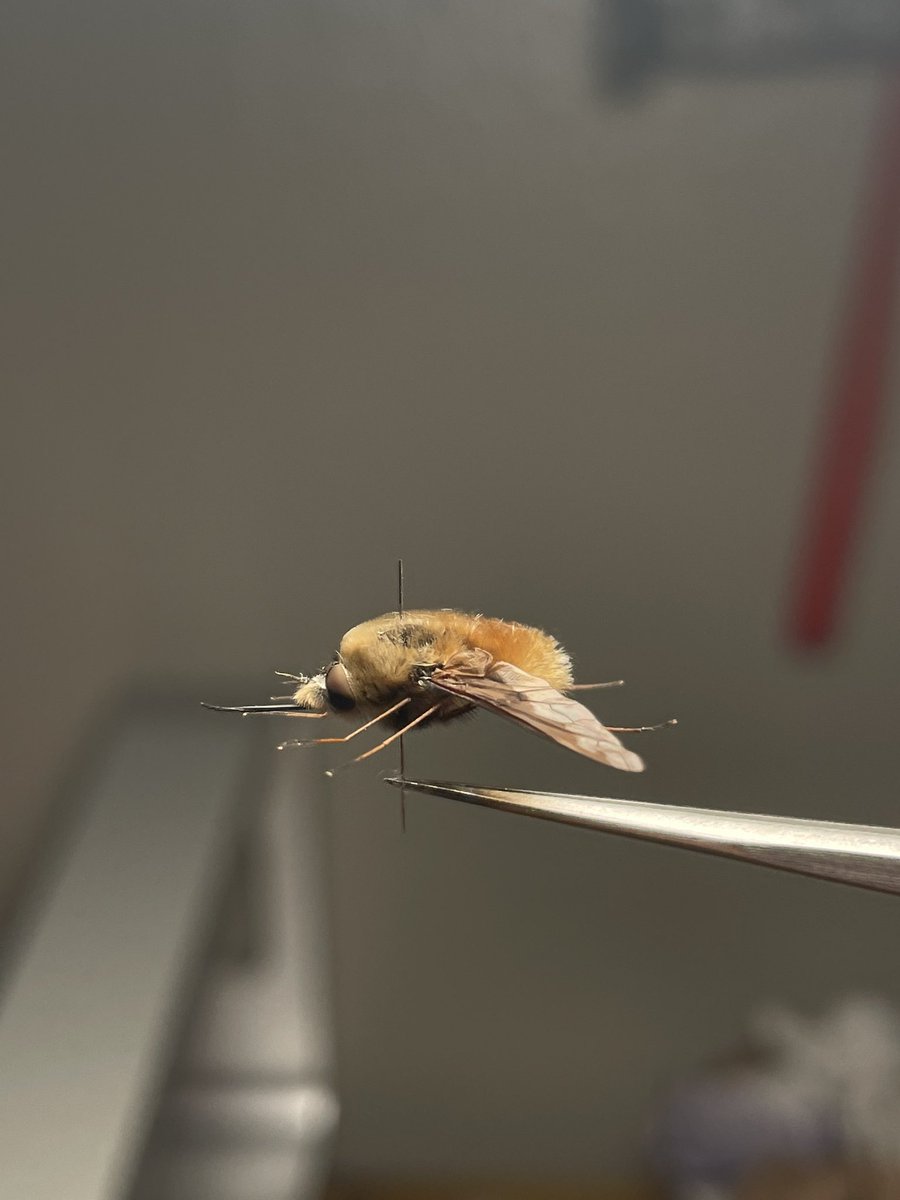 psophis_zelun's tweet photo. The large bee-fly, Bombylius major Linnaeus, 1758 is one of the cutest flies out there. These flying fur balls parasitize many species of solitary wasps and bees as larva and feed on nectar as adults.
#Bombyliidae #beefly #Asiloidea #Diptera #insect #specimen https://t.co/cFsb4H0v8F
