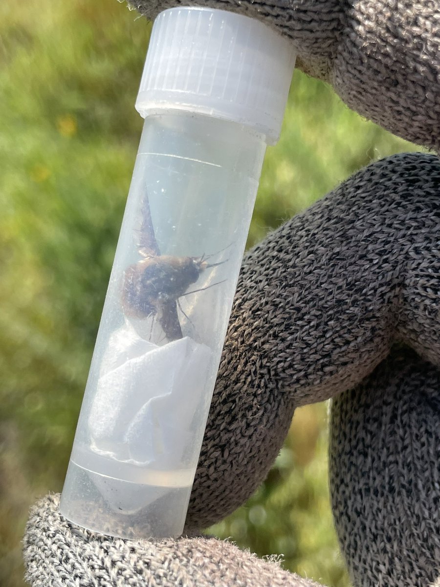 psophis_zelun's tweet photo. The large bee-fly, Bombylius major Linnaeus, 1758 is one of the cutest flies out there. These flying fur balls parasitize many species of solitary wasps and bees as larva and feed on nectar as adults.
#Bombyliidae #beefly #Asiloidea #Diptera #insect #specimen https://t.co/cFsb4H0v8F