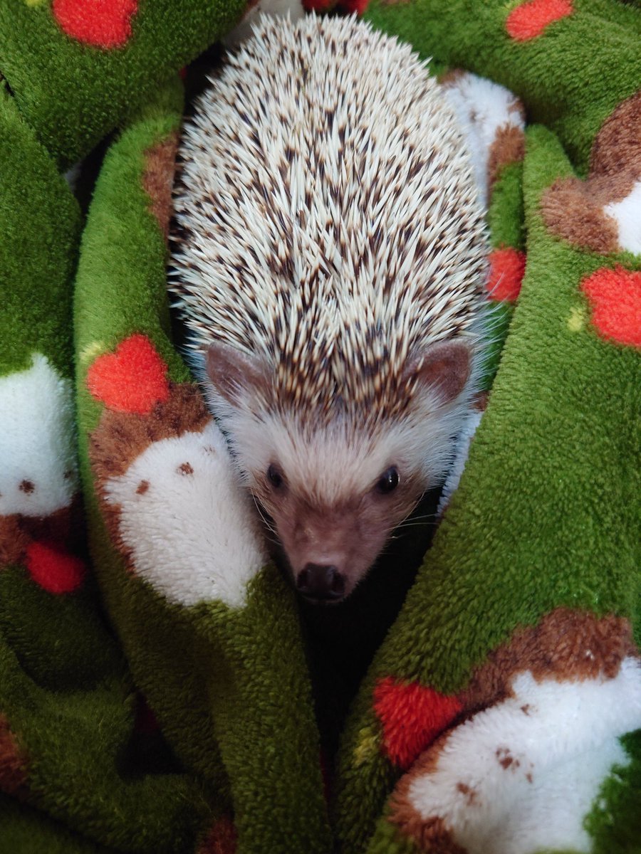 保護ハリネズミ