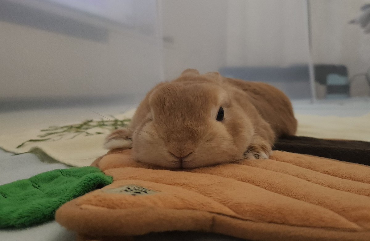 ともみ tweet media