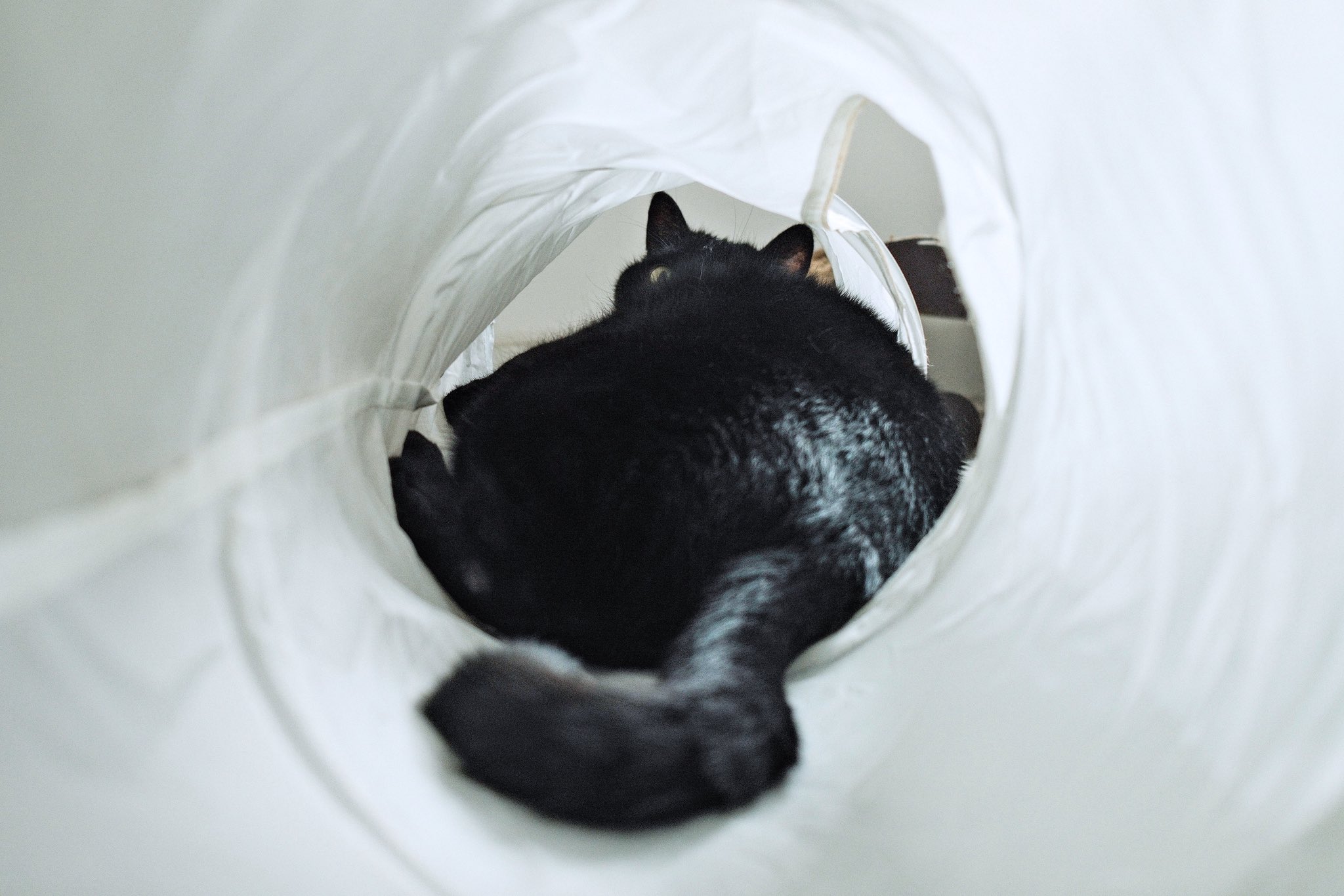 Akemi (@enigmaticalcat) / X