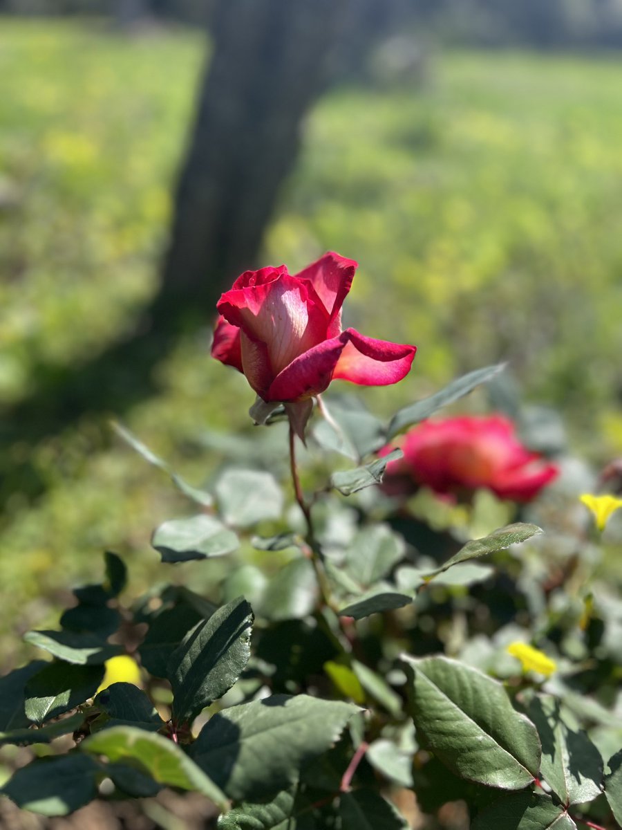 Che motivo trova la gente per essere volgare quando la gentilezza e il garbo sono da sempre il valore più apprezzato, non lo capisco proprio.