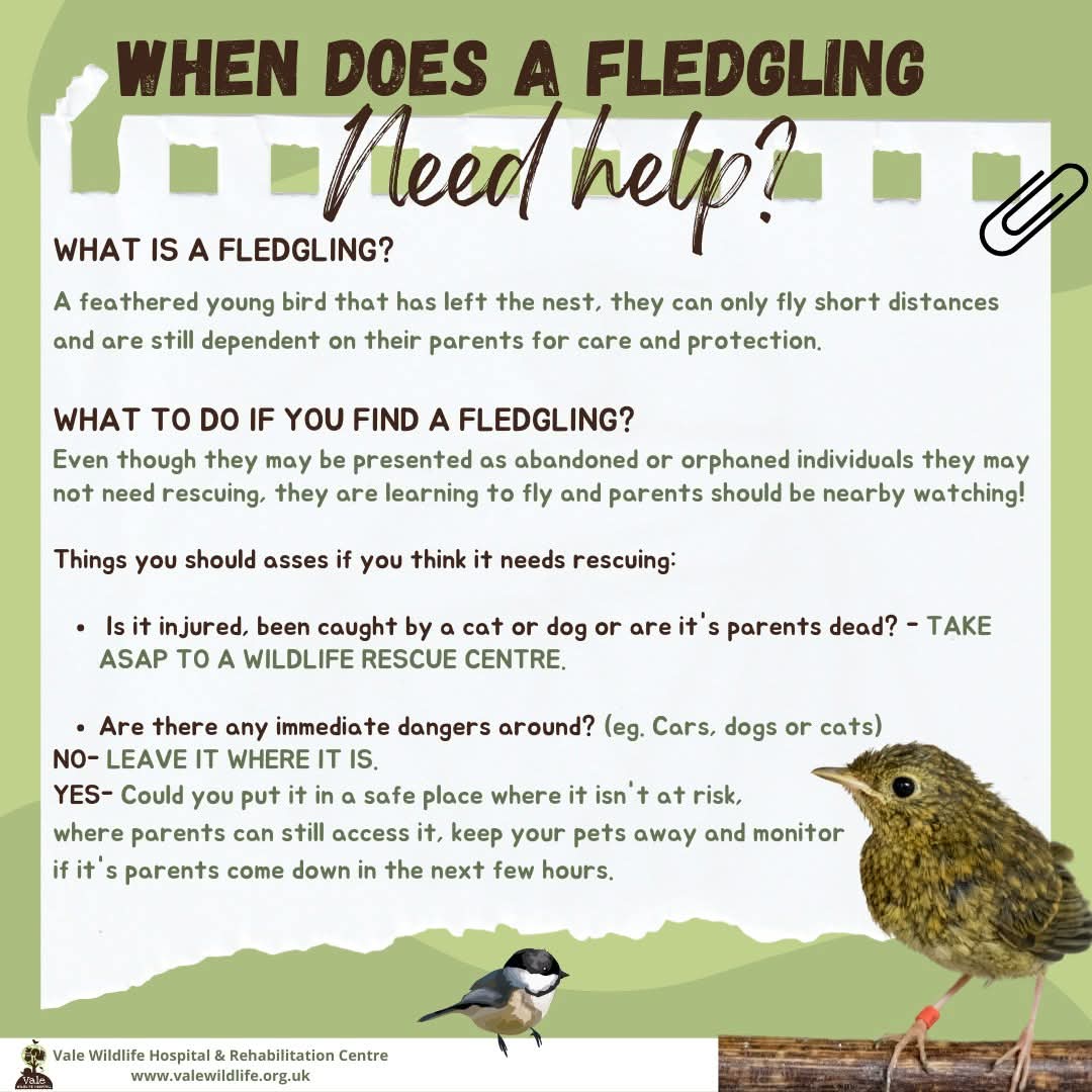 wildliferescuer's tweet photo. It's that time of year where fledglings will start to leave the nest and learn to fly properly.
But when does a fledgling need help?

Not all young birds need rescuing, if you're unsure, follow these helpful steps and seek advice from your local wildlife rescue before intervening.

📞 01386 882288