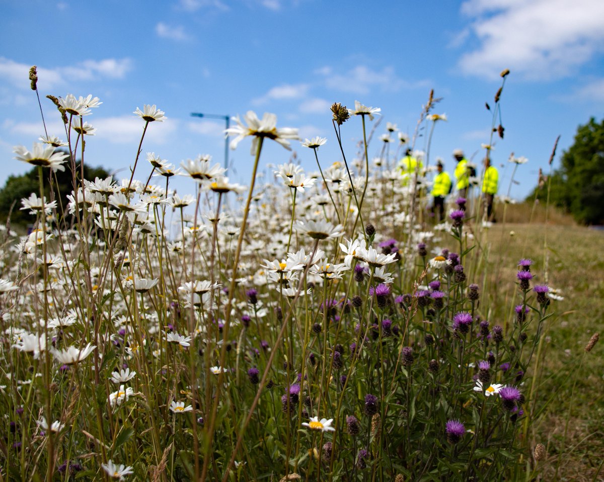 Will you ‘bee’ visiting one of our many wildflower meadows this season? These meadows are increasing biodiversity support for both local plants and animals. #denbighshirewildflowers More info 👉 bit.ly/3QQqbcD