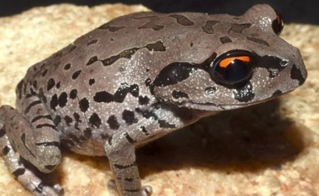 Acejournal01's tweet photo. A study in Assam has led to the discovery of a new frog species, Leptobrachium aryatium, named after Arya Vidyapeeth College in Guwahati. 
#science #Biology #Discovery https://t.co/NPzlIBiq5U