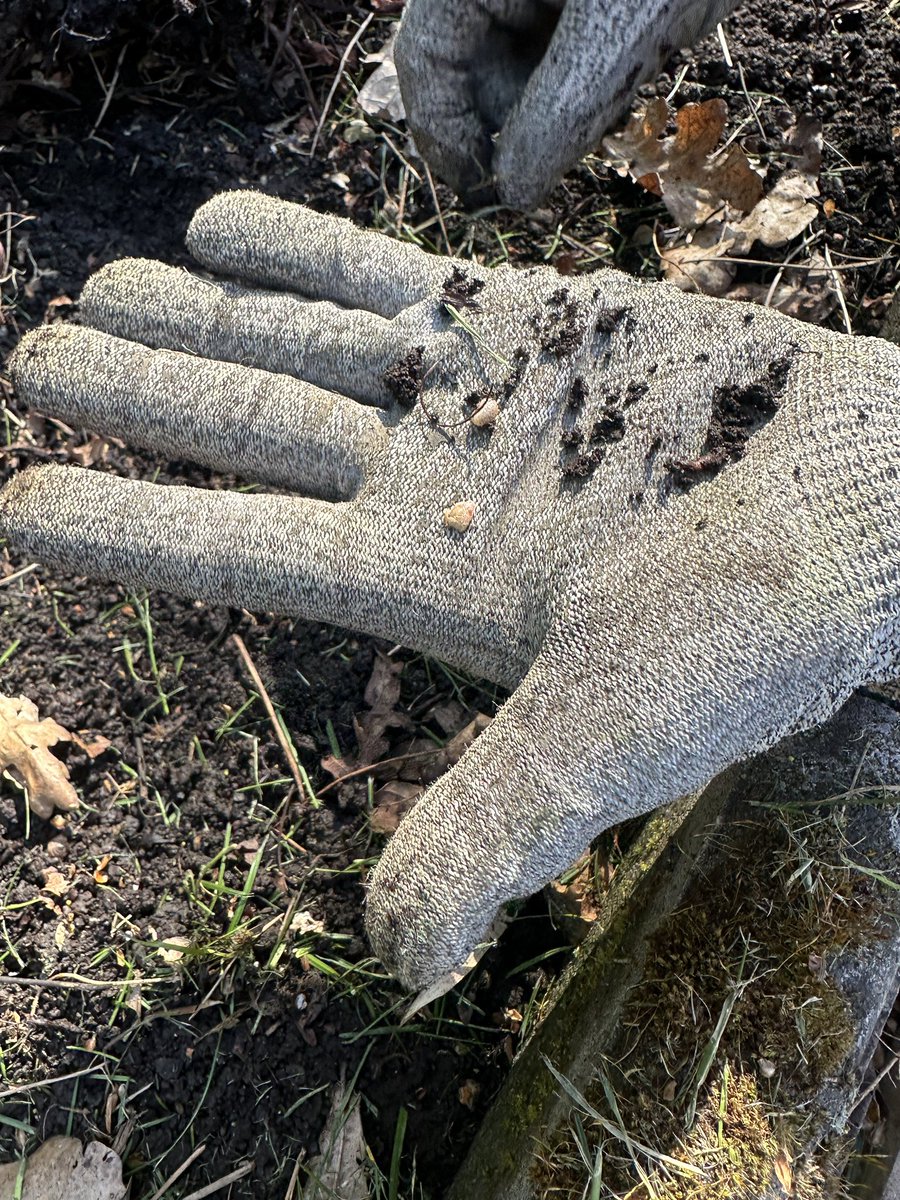 Thanks to my Bro <a href="/natepix1/">Nathan</a> fab day in my garden with Rosie, apart from the Vine Weevil debacle 🤬🤣 Caught the #clearancekingatwork too 🤣 #Family #Gardening