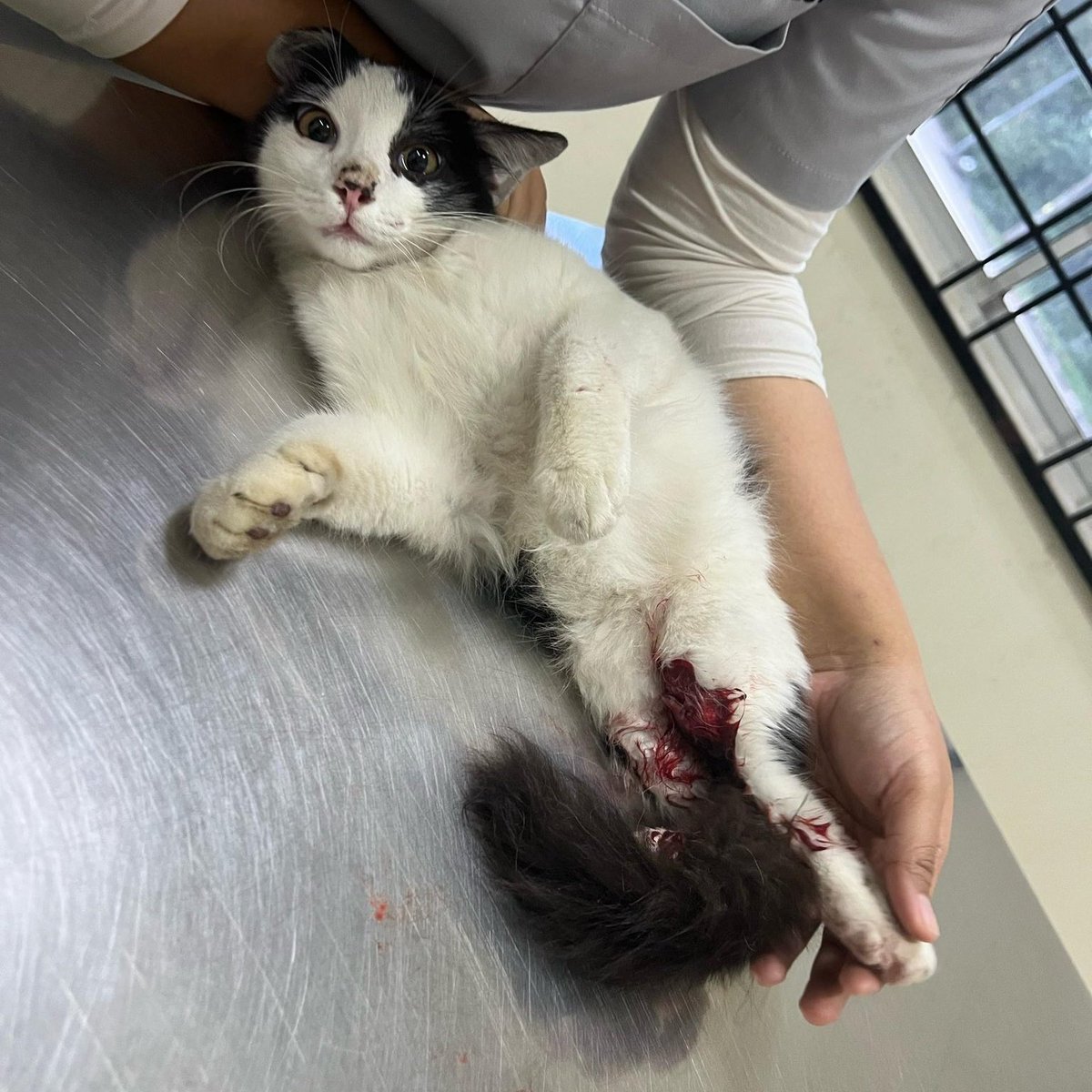 FiskaYenitaFK_'s tweet photo. Kaki kena langgar, patah tebu &amp; PERLUKAN SURGERY SEGERA 🙏🏻🥹

Kos masuk besi pun dah mahal. Biasanya kalau kaki tak survive terpaksa amputated utk mengelakkan infection merebak dengan cepat. :((

Cost needed RM1700 

Pls help share/donate for Putih. Every cent saves her life 🙏🏻🥹 https://t.co/IfGidiCTwS