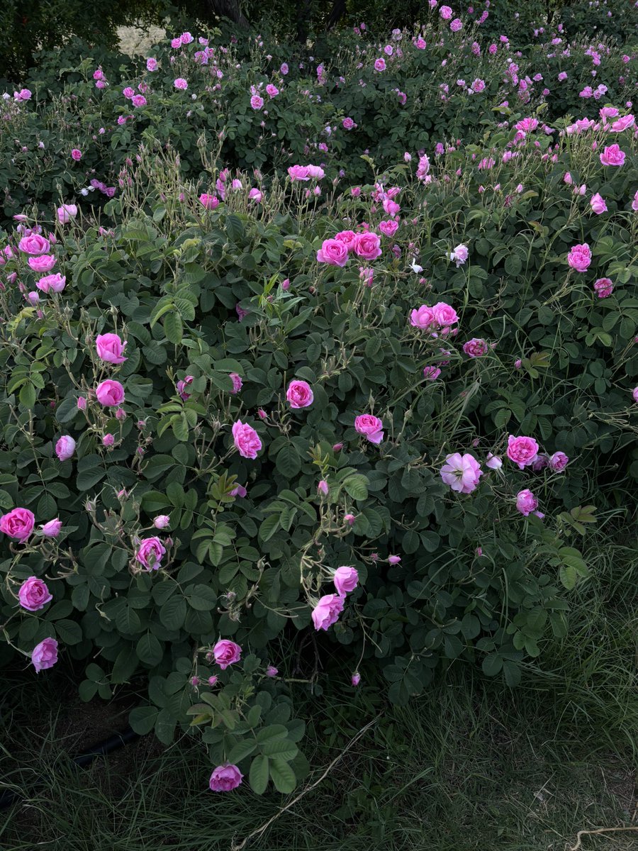 alreemabdallah_'s tweet photo. الورد الطائفي🌸 https://t.co/VIqNPD4Lsc