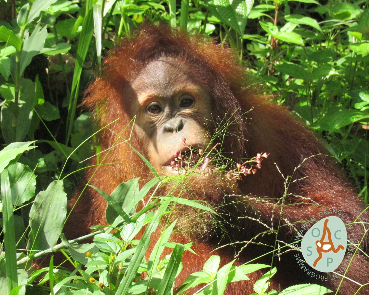 OrangUtansInNot's tweet image. Für Kurzentschlossene: Eine #Geschenkspende, die doppelt Freude bereitet (inkl. Urkunde zum Ausdrucken). Einfach ein Motiv im Spendenformular auswählen. Die Urkunde wird dir anschließend automatisch per E-Mail gesendet. shorturl.at/m6Yzj