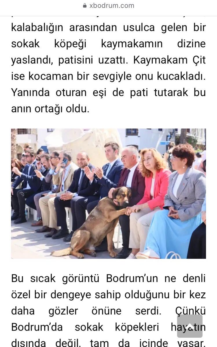 Torekara80's tweet photo. @BodrumKaymakam @mustafacit68 
Sn. Kaymakamımız Mustafa Bey ve eşi Yasemin Çit’e sesleniyorum🙏az önce haberlerde gördüğüm bu karede size sevgisini gösteren bu çok özel köpek boyutundan dolayı sokaklarda itilip istenmiyor😔 Çok büyük olduğu için herkes korkuyor. Ben çok kez rastladım bu Cana💛 inanılmaz iyi huylu ve herkese bu şekilde yaklaşıyor, yaslanıyor ve uzun süre takip ediyor; sahiplenilmek ve dahil olmak istiyor.. Sizlerden çok rica ediyorum; böyle bir zamanda bu çocuğa sahip çıkın; kısırlaştırın, aşılatın ve Kaymakamlığın köpeği olsun 🙏 Eviniz uygunsa ailenize dahil edin🫶 bu çocuk aksi halde Barınağa gönderilecek ya da Kısır olmadığı için hırpalanacak. Umarım olumlu bir geri dönüş alabilirim sizlerden🙏