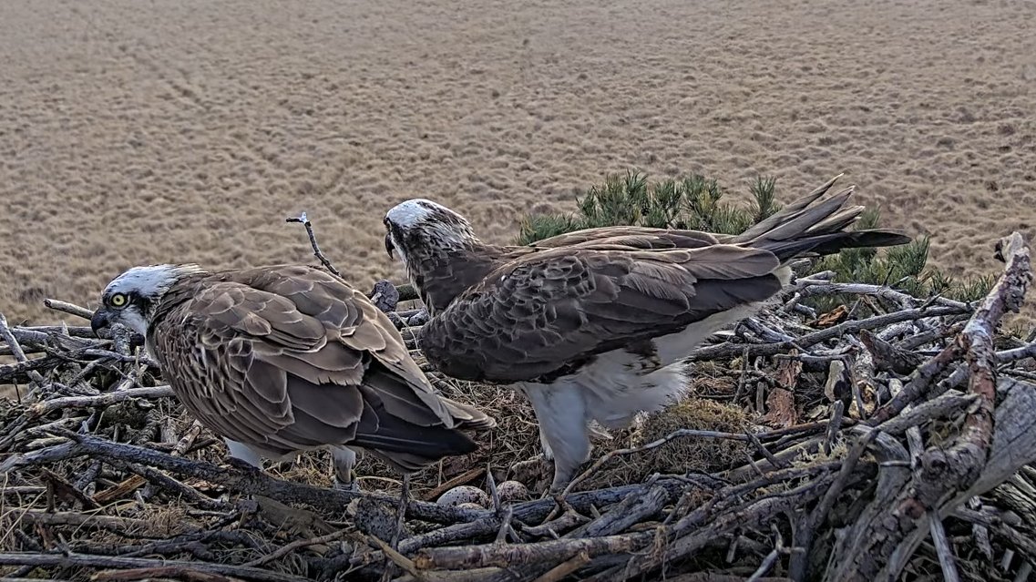 Foulshaw Ospreys tweet media