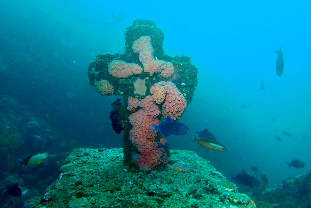 susciPepe's tweet photo. Filipino fish are catholic and they do bisita iglesia too https://t.co/OSllvRa8M1