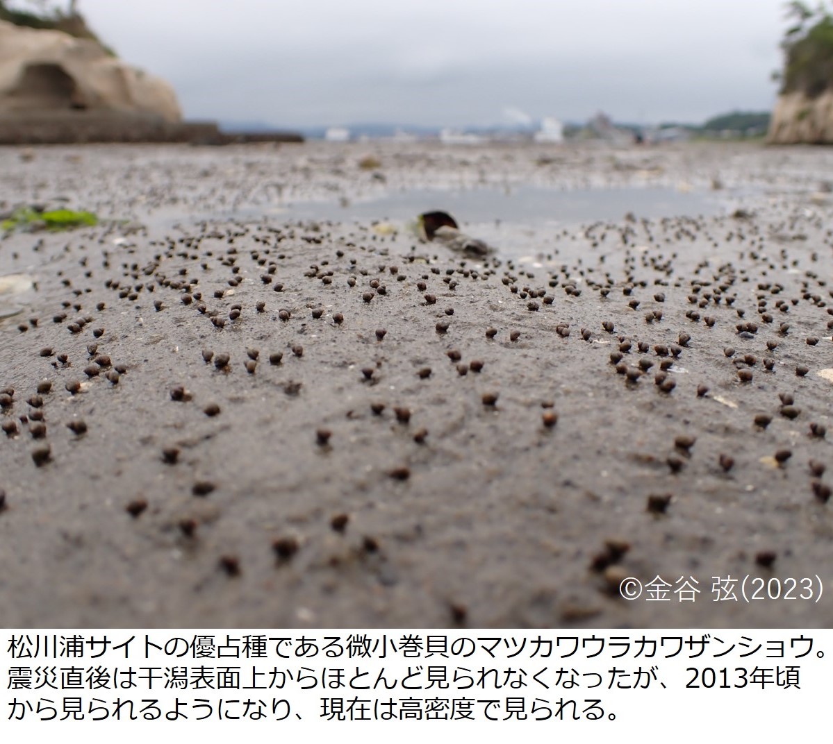 WetlandsIntJ's tweet photo. 【沿岸域15年間のモニタリング調査で分かったこと その③】#モニ1000

大震災に伴う津波のかく乱を受けた福島県松川浦干潟では、底生動物の密度が、2015年から震災以前よりも高い状態が続いていましたが、2020～21年にかけて台風等の震災以外の影響による変化が確認されました
https://t.co/3xtxm6gM21 https://t.co/3YF5DX0U6M