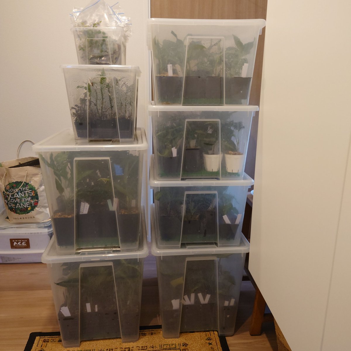 アグラのパッキング完了👍
1ケース20鉢ちょっと入るので、販売用で100鉢は超えてるかと思います🤭
(一部、展示株)
ただー、いつものごとくタグ、値札付いてないのがありますので気になったら声かけてください🙏
設営〜開店までにできるだけがんばります😅