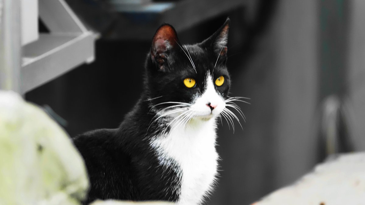 뭘 그렇게 노려 보고 있니? 길양야?