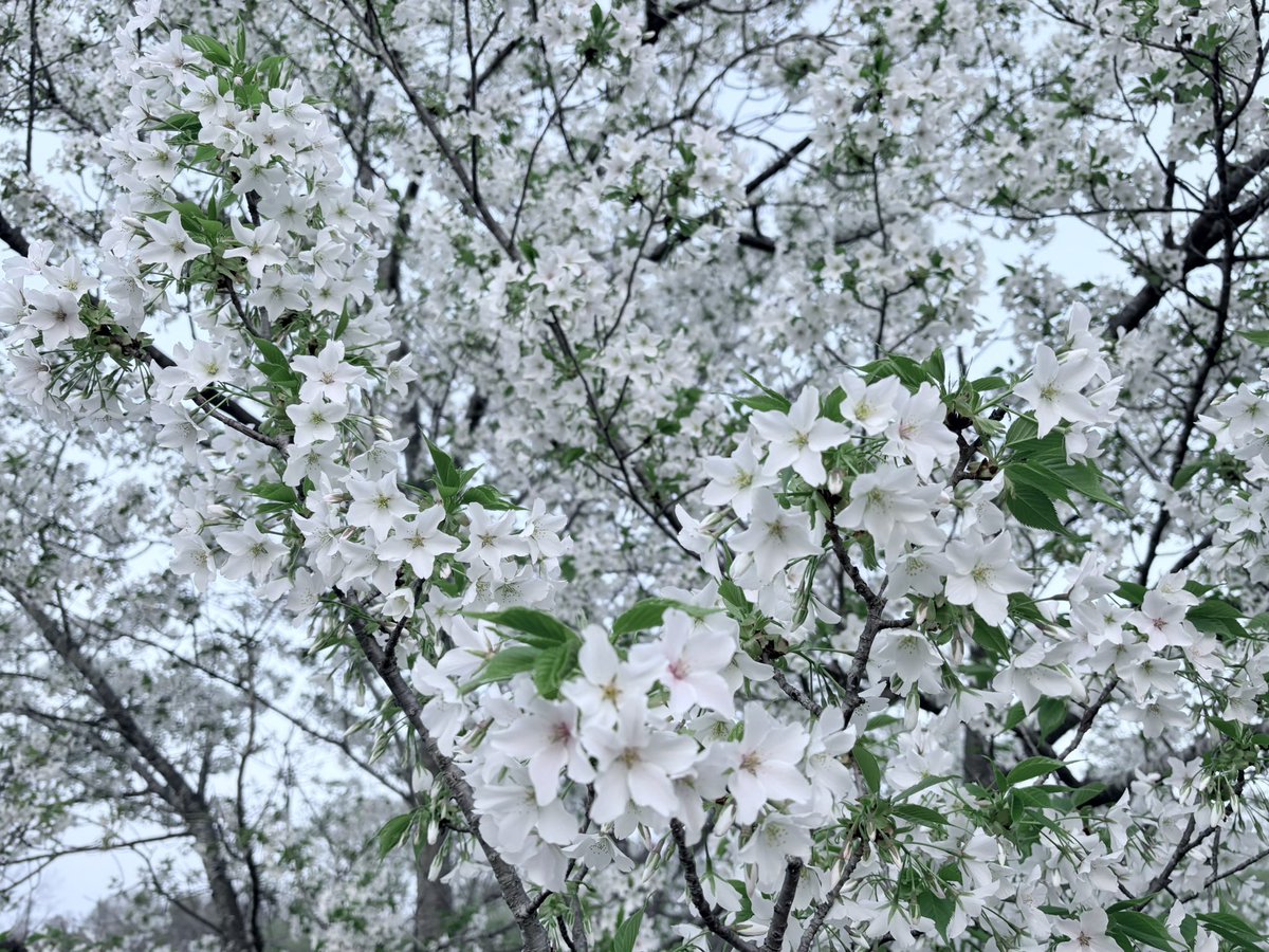 犬の散歩ついでに、パシャリ。

葉桜だけど、それはそれで美しい。。
春だねー。