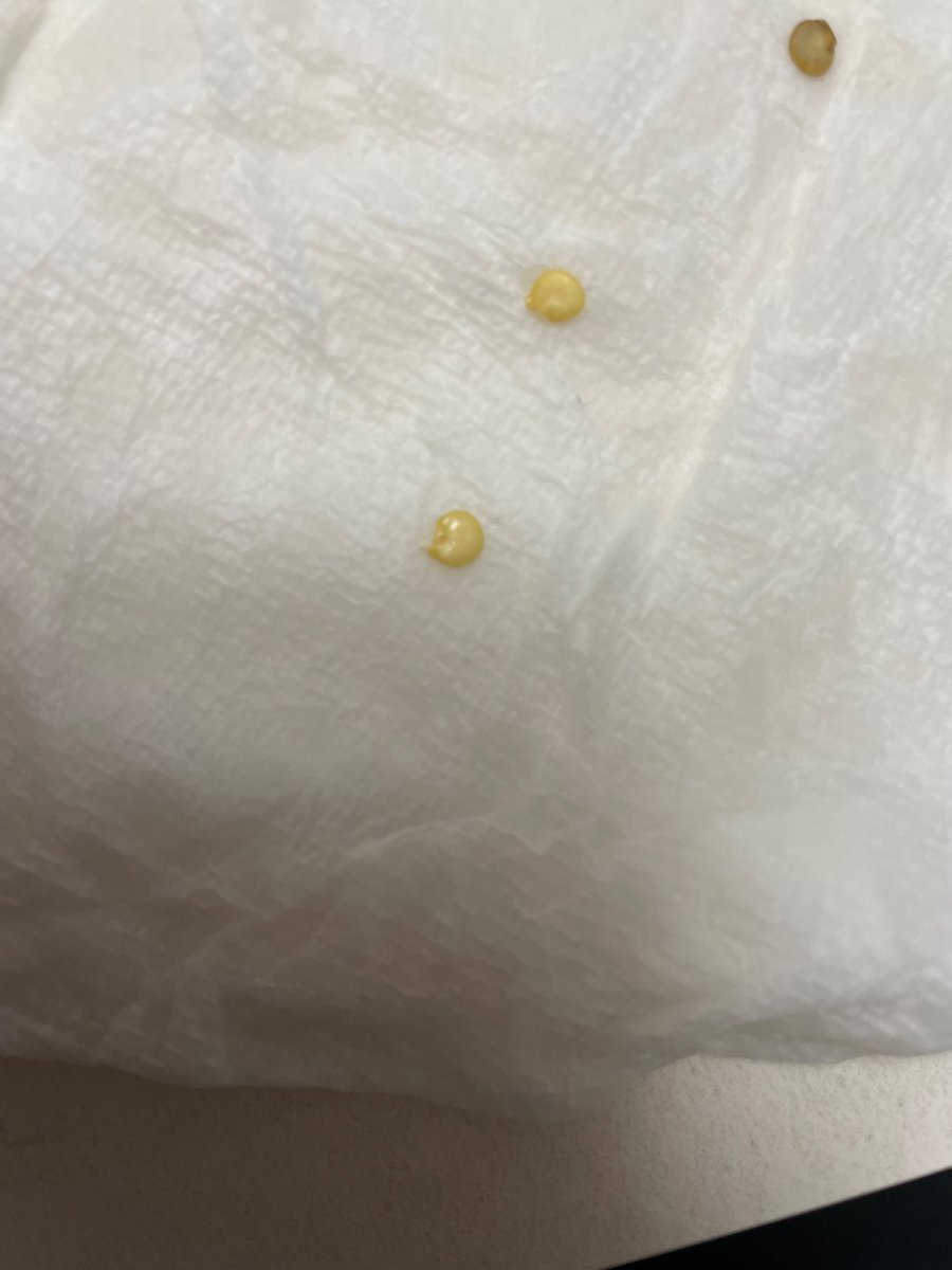 ayachi0621's tweet photo. chatGPTによる1週間まとめ

【家庭菜園1週間まとめ】
ミニトマトとパプリカの水耕＆袋栽培、育て始めてちょうど1週間！
試行��誤しながらも、ついにパプリカの種から根が！
#家庭菜園 #水耕栽培 #ミニトマト #パプリカ栽培記録 https://t.co/EOh5SumclA
