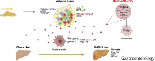 Bruno Ramos-Molina, PhD (@brunorm84) on Twitter photo #MASH Adipose Tissue Macrophages Secrete Extracellular Vesicles That Activate Liver Fibrosis in Obese Male Mice <a href="/AGA_Gastro/">Gastroenterology</a> gastrojournal.org/article/S0016-… #MASH Adipose Tissue Macrophages Secrete Extracellular Vesicles That Activate Liver Fibrosis in Obese Male Mice <a href="/AGA_Gastro/">Gastroenterology</a> gastrojournal.org/article/S0016-…