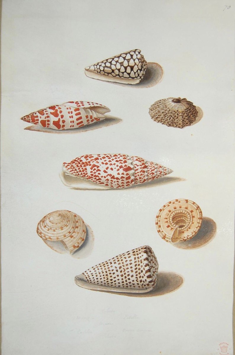 Shells 
By Nicolas Robert b. #otd 18 Apr 1614