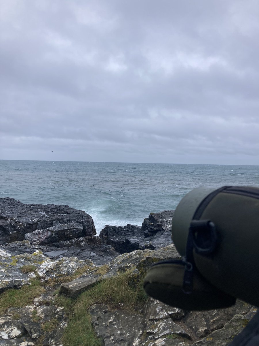Mark Bailey (@markrabailey) on Twitter photo A fantastic seawatch at Hopes Nose 630-930am with <a href="/ShiphayBirder/">Shiphay Birder</a> surpassing expectations-14 Puffin,dark phase Pom Skua(815am), Bonxie(803am),Arctic Tern(755am),10 Manx,5 Whimbrel, 8Pale BB Geese, Curlew,Ringed Plover,22 Com Scoter, GND,2 RTD,Swallow & a Yellow Wag on the point A fantastic seawatch at Hopes Nose 630-930am with <a href="/ShiphayBirder/">Shiphay Birder</a> surpassing expectations-14 Puffin,dark phase Pom Skua(815am), Bonxie(803am),Arctic Tern(755am),10 Manx,5 Whimbrel, 8Pale BB Geese, Curlew,Ringed Plover,22 Com Scoter, GND,2 RTD,Swallow & a Yellow Wag on the point