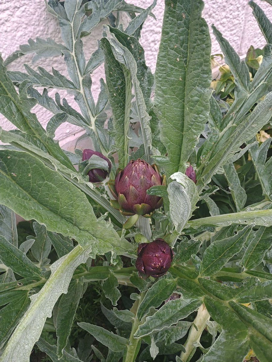 Front garden artichokes