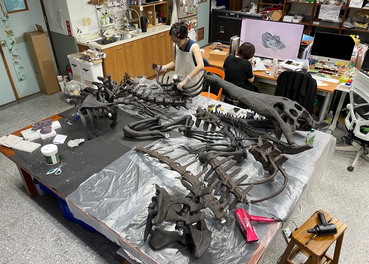Happy #FossilFriday! We are one step closer to reconstructing the giant crocodile from the Pleistocene of Taiwan - Toyotamaphimeia taiwanicus - stay tuned for more of our progress!