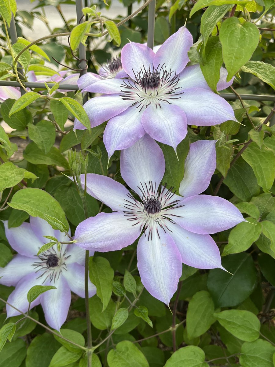 クレマチス様 クレマチス：プチフォーコン5号鉢植え の通販 | 園芸ネット