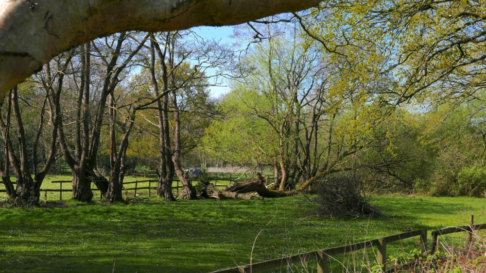 National Lottery Good Causes (@lottogoodcauses) on Twitter photo This #WorldHeritageDay, we’re celebrating the preservation and restoration of heritage sites thanks to <a href="/HeritageFundUK/">The National Lottery Heritage Fund</a>, like the 20,000-year-old landscape of Lindow Moss in Cheshire, that received £250,000 to help with conservation for years to come! 🌿🌳
lotterygoodcauses.org.uk/news/world-her… This #WorldHeritageDay, we’re celebrating the preservation and restoration of heritage sites thanks to <a href="/HeritageFundUK/">The National Lottery Heritage Fund</a>, like the 20,000-year-old landscape of Lindow Moss in Cheshire, that received £250,000 to help with conservation for years to come! 🌿🌳
lotterygoodcauses.org.uk/news/world-her…